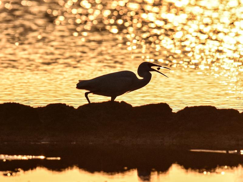 Could We Pay Back The Earth For What It Provides? A New Report Offers A Roadmap – NPR Illinois