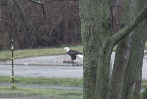 video:-bald-eagle-visits-watchdogs-this-morning-–
