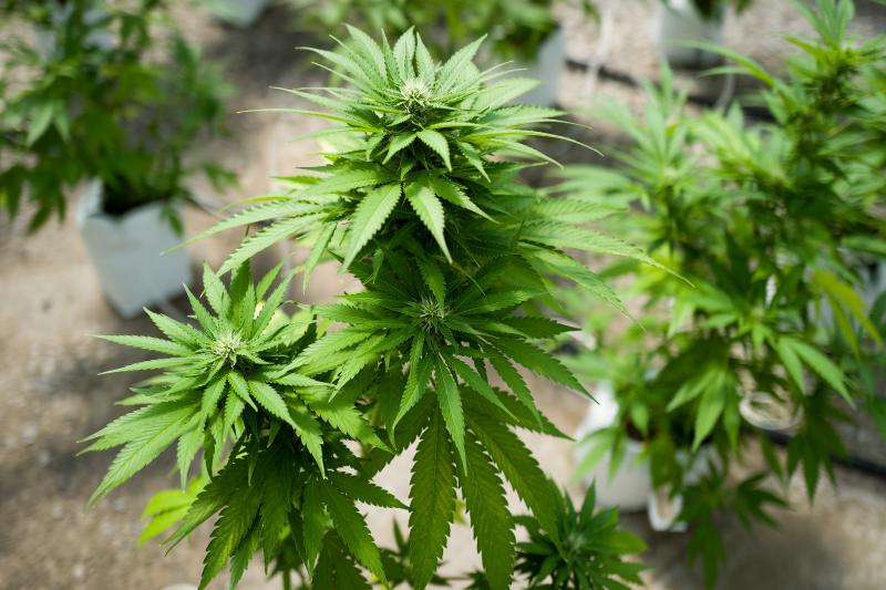 After 50 Years, U.S. Opens The Door To More Cannabis Crops For Scientists – NPR Illinois