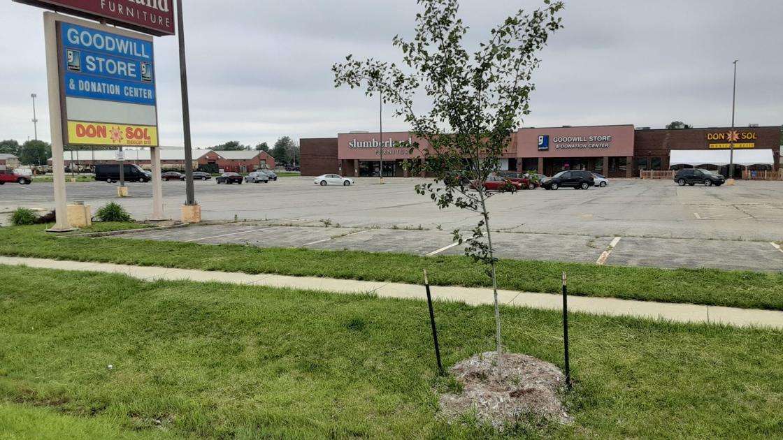 Mattoon to plant more trees with Lumpkin grant – Journal Gazette and Times-Courier